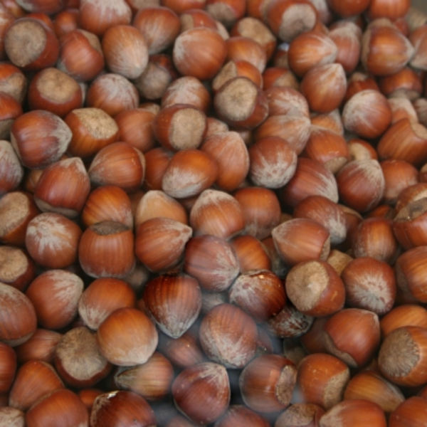 Hazelnut Red
